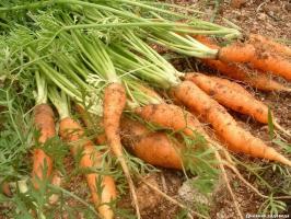 How it is achieved germination of carrots for 4-6 days