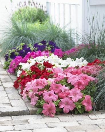 Ultranizkoroslaya petunia. The original and delicate border!