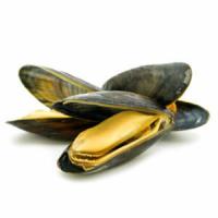 The mussels are useful for men and women