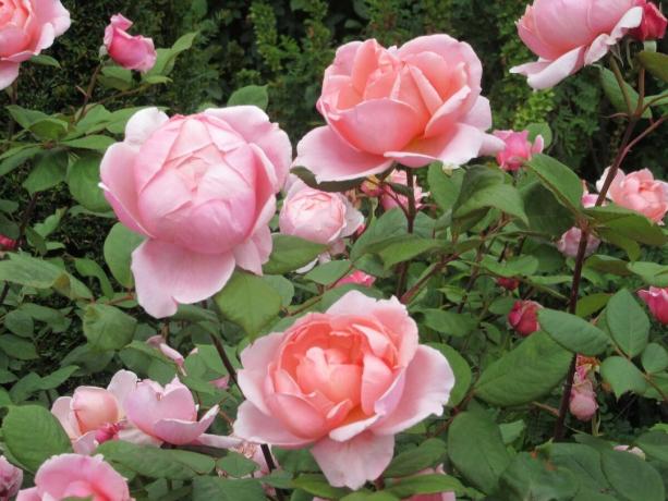 Regularly inspect the rose, not to miss the warning signs of and be proactive