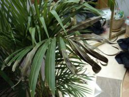 Why dry leaves in the domestic palm