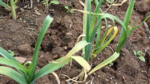 Feeding the May GARLIC so that it does not yellower