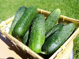Cucumbers do not want to grow. Causes and Solutions