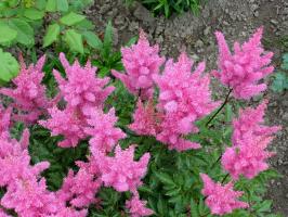 May - time to feed for a beautiful flowering Astilbe