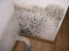 Fight with mold on the drywall panels