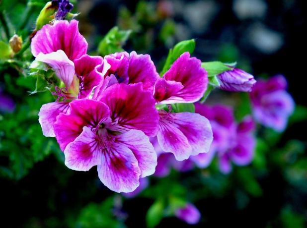 Purple geranium looks bright and spectacular. Photos - personal archive