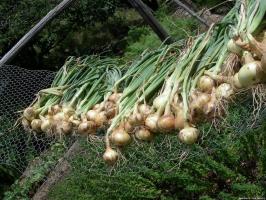 Increase the yield of onions at times