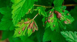 How to get rid of red currants and prevent blistering in the next year