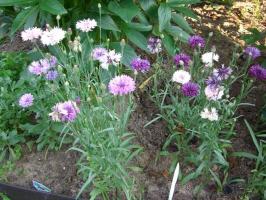 Flowers without sprouts: what to sow directly in the flowerbed