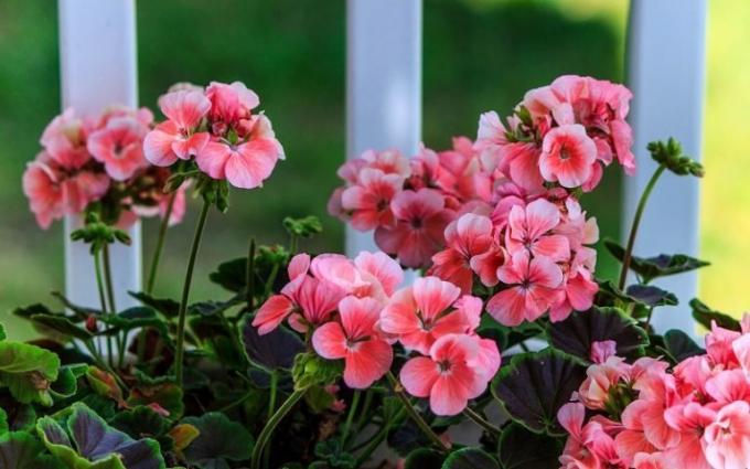 The main advantage of the home geraniums - a magnificent bloom at undemanding! (Geraniumguide.com)