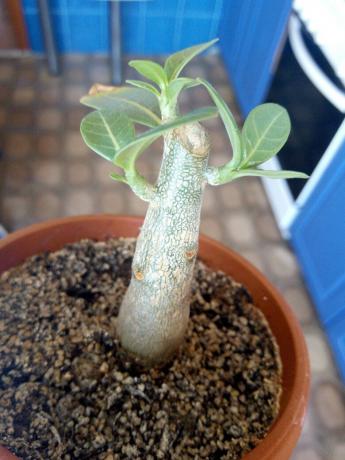 After topping Adenium stem gave new branches. Krone - to be!