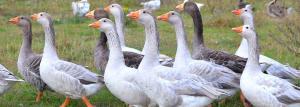How to cut the wings of geese and ducks
