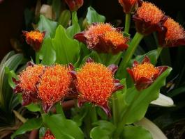 Haemanthus: how to grow home "bloody flower"