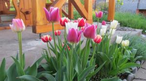 Basket for planting flower bulbs: significant disadvantages, not always noticeable at first glance,