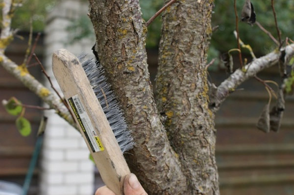 Iron brush will help to prepare the tree | Garden Garden