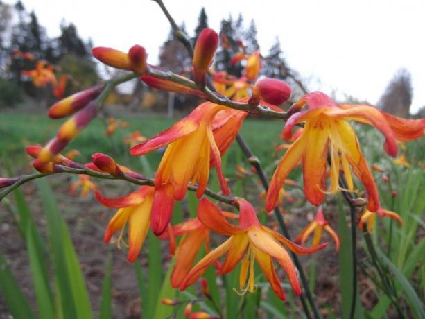 Sometimes this plant is called "Japanese gladiolus". Photo: sornyakov.net