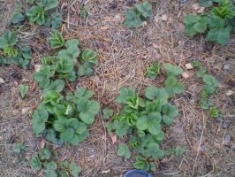 Boric acid for garden strawberry. Interesting recipe with boron: glycerin, vinegar, ammonia