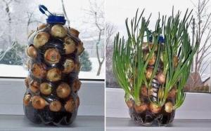 The unique method of growing onions on a windowsill