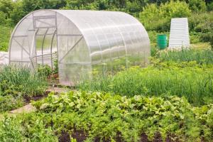 How to prepare a greenhouse for the winter to keep fit from pests and diseases