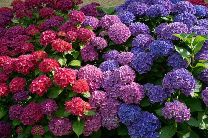 Every gardener can change the color of hydrangeas without "dyes", taking advantage of the natural properties of the bush