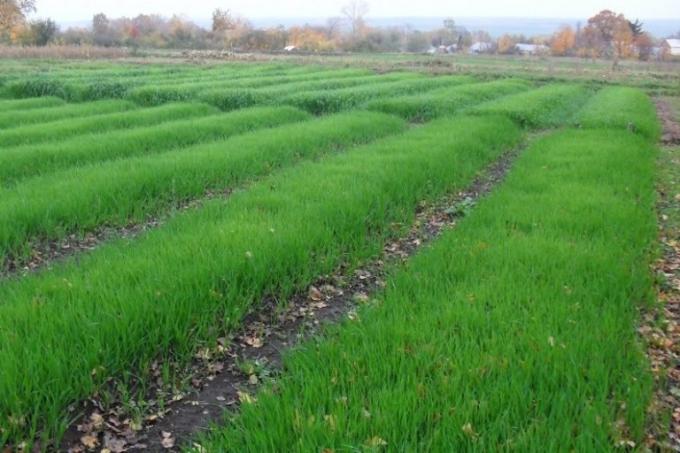 The massive use of rye as a green manure!