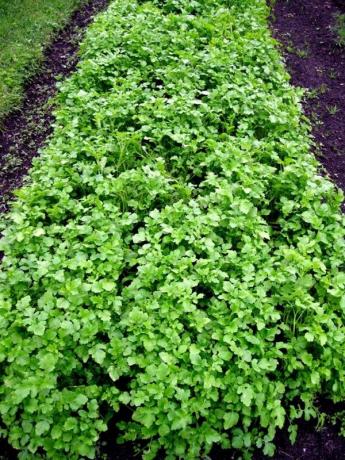 For example, white mustard - my favorite green manure. But I admit that it does have its drawbacks. All the illustrations for this article are taken from the Internet.
