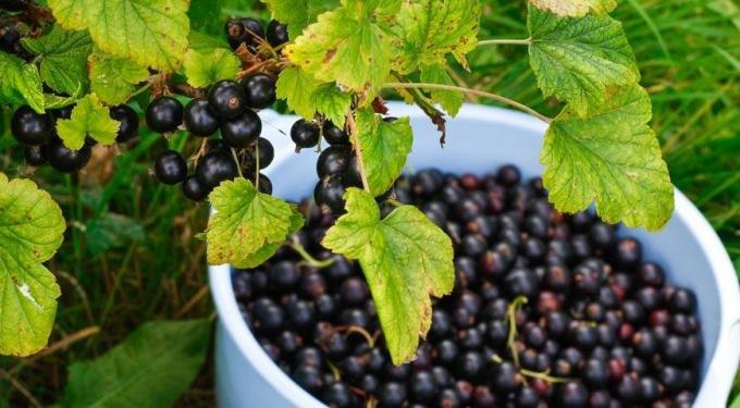 Prepare sleighs in summer, and currants - fertilize in the fall!