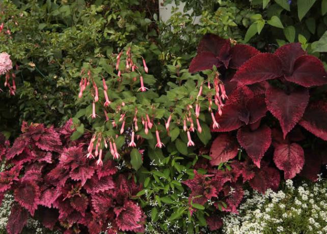 Melkotsvetkovaya fuchsia perfectly complements and accentuates burgundy coleus