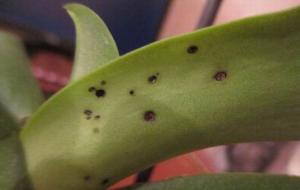 Dark spots on the leaves of orchids. What is it can be and how to solve the problem