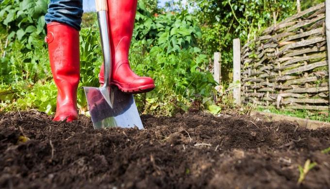 Benefits and harms of digging the ground in the area | Garden Garden