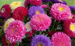 Work in the garden: when and how to plant seedlings of asters in open ground?