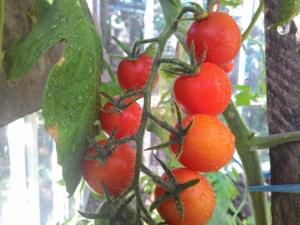 Ripening tomatoes - sight for sore eyes! (Mojateplica.ru)