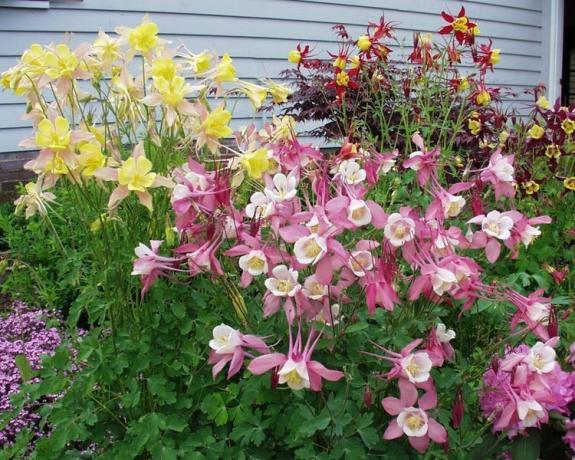 There are clearly visible long Spurrier Aquilegia