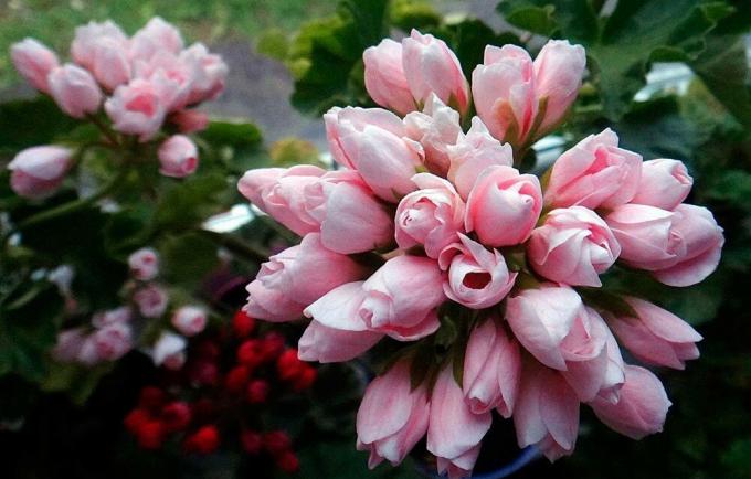 Delicate bouquet of tulip geranium