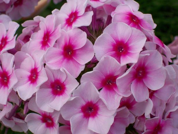 It is best to phlox flowers on a well-lit a bed. Photo: bdkr.ru