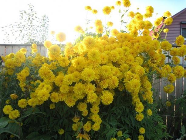 Looking ahead, I will say: my fence necessarily will grow this flower!