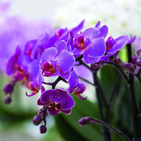Phalaenopsis are sold in almost every florist shop. Illustrations for publication, I took to the search Yandex. Pictures
