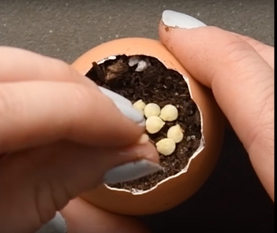 Planting seeds in an egg