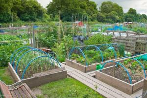 What vegetables can be sown the seeds for the winter