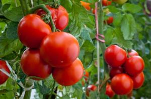 What is now needed to tomatoes in the garden