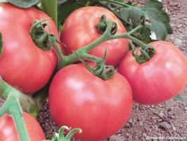 The best fertilizer for tomatoes