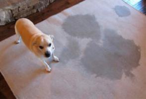 The lead dog urine smell from the carpet, couch, apartment