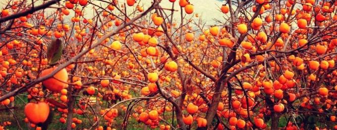 Persimmons grow on trees, but it is considered a berry | ZikZak