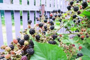 4 Secrets "berry" blackberry