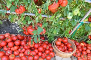 The lower leaves, the higher the yield of tomatoes (special mode fertilizing and irrigation)
