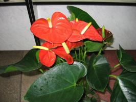 Benefits and harms of Anthurium for humans and animals. Can I keep the male happiness at home and where it is better to put?