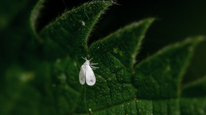 The process bushes tomatoes against harmful insects. How to resist whitefly