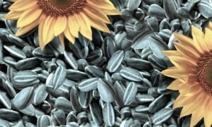 Benefits and harms of sunflower seeds for the body