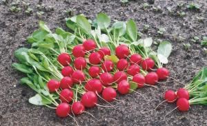 4 Secrets big and sweet radish in the garden