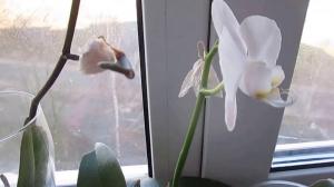 The reasons for falling off buds in orchids